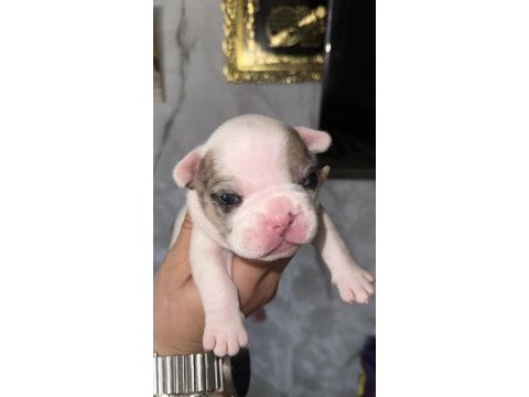Fransız bulldog