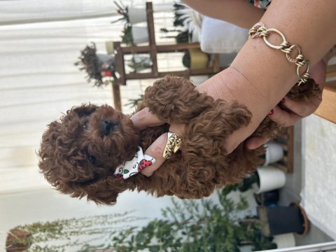 Erkek bebek toy poodle