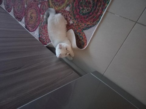 British shorthair ns1133 kedimizi sahiplendirmek