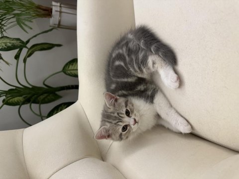 2 aylık british shorthair