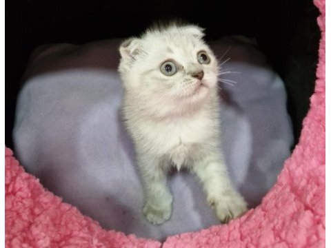 Silver prenses scottish fold