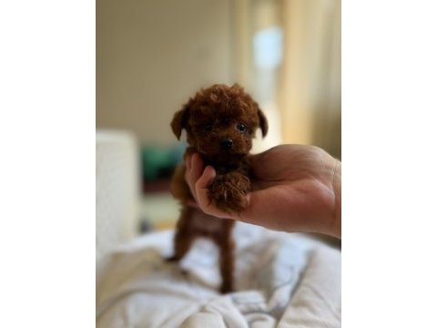 Kore poodle teacup