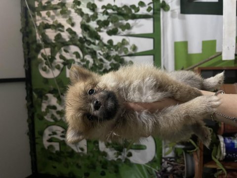Yavru pomeranian 40 günlük