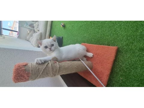 4 aylık erkek blue point kedimiz