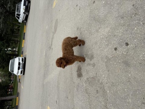 5.5 aylık poodle yavrumuz yuvasını arıyor