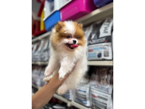 Dünyalar tatlısı pomeranian köpekler