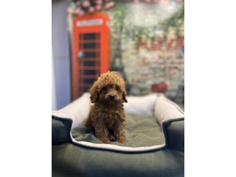 Toy poodle güzelliği @petclubadanaa