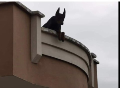 Safkan iri yapılı doberman