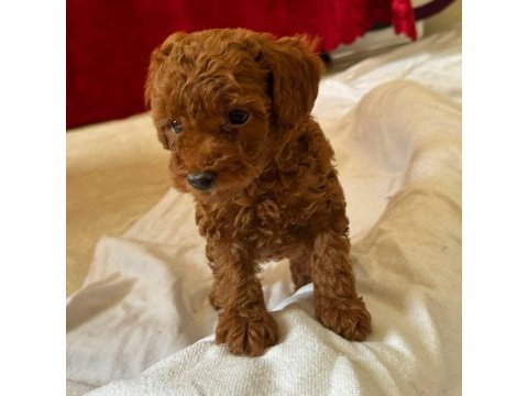 Toy poodle kore kan yavrular kg garantili