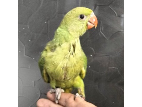 Pakistan papağanı el besleme