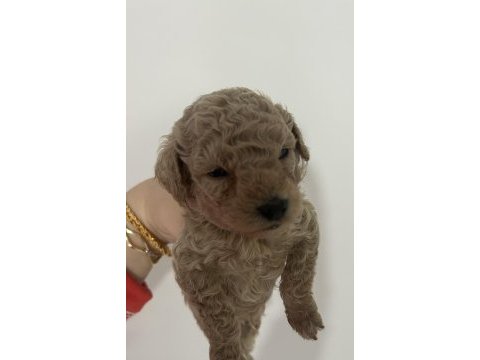 Toy poodle ev ortamından