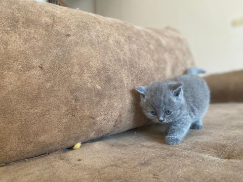 British shorthair gri kedimiz