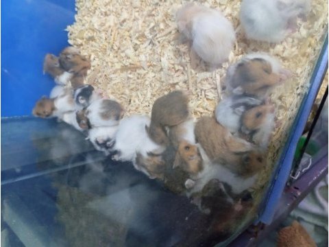 Yavru hamster