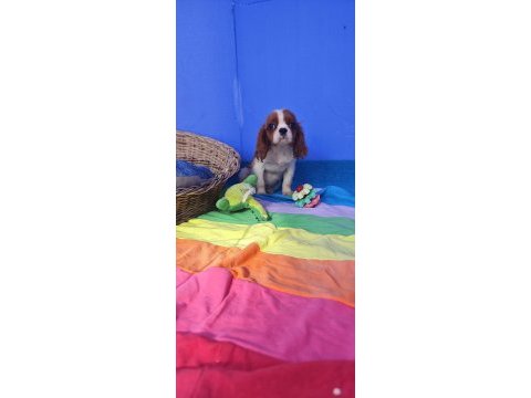 Orjinal cavalier king charles yavrularımız