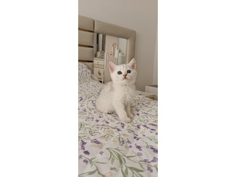 Dişi silver shaded british shorthair