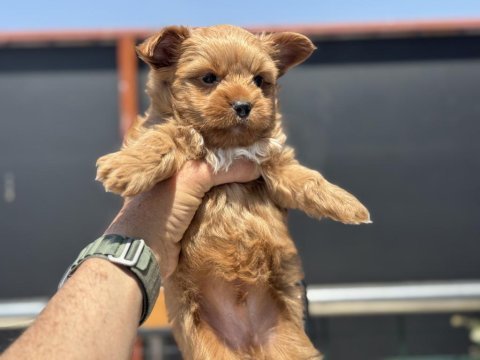 Çok özel tea cup morkie yavrularımız