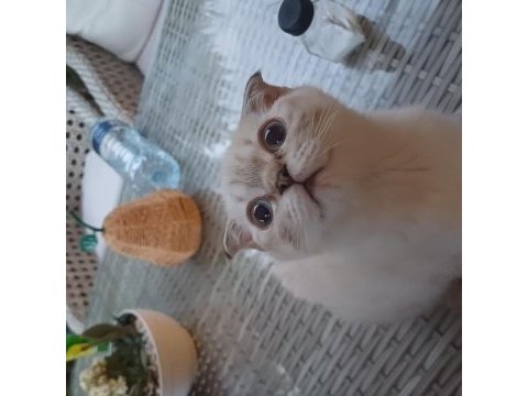 Scottish fold yavrumuza yeni aile arıyoruz
