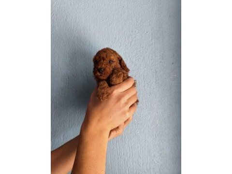 Ev ortamında bakılan kendi köpeğimizin yavrularıdır