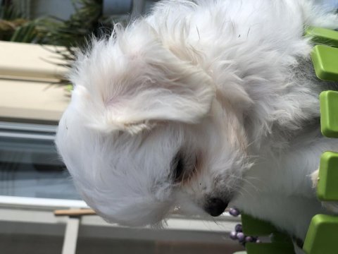Maltese bebeklerimiz ömürlük yuvalarını arıyor