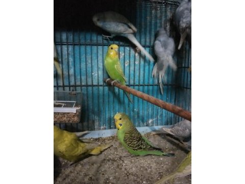 Yavru muhabbet kuşu vardır