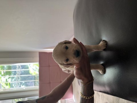 Golden retriever orjinal safkan bebeklerimiz 2 haftalık