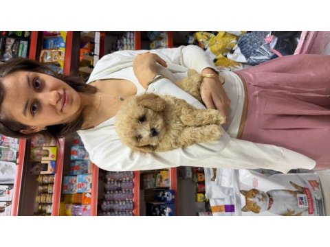 4 aylık maltipoo