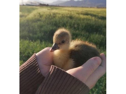 Sevimli ev ördeğimiz civcik