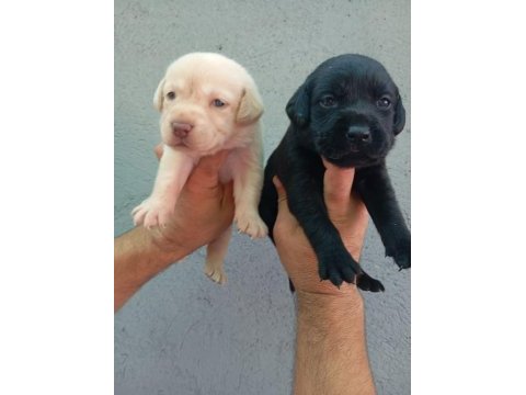 Labrador yavru köpekler