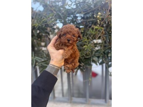 Red brown kore poodle yavrularımız