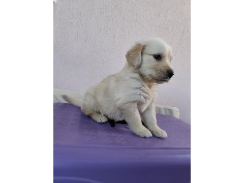 Baby face surat golden retriever yavrular
