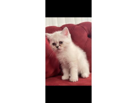Henüz 2 aylık chinchilla kedisi