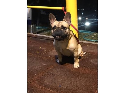 Safkan yetişkin dişi french bulldog