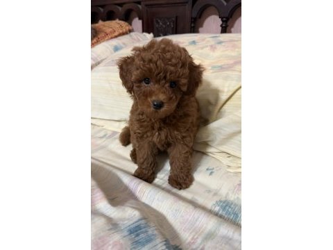Güzelliğin tanımı poodle yavru 