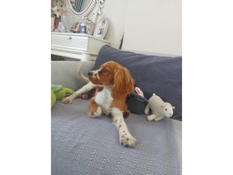 %100 safkan cavalier king charles yavrusu