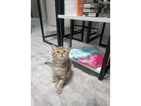 British shorthair tabby bebeğimiz yeni yuvasını arıyor