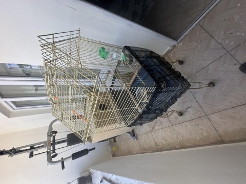 Çift pakistan papağanı kafes ile verilecek