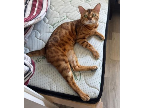 Erkek bengal kedisi kısır değildir