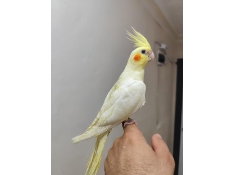 Lutino kırmızı göz yavru sultan papağanı