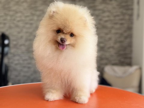 Tea cup pomeranian boo sçr belgeli