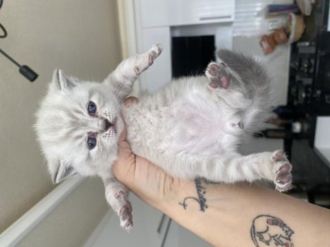 Yeni yuvalarına hazır british shorthair yavrular