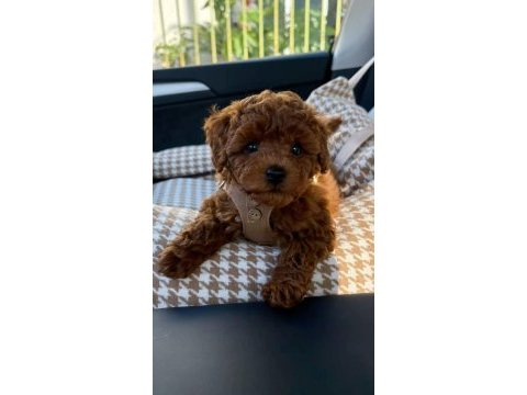 Irk ve sağlık garantili toy poodle yavrularımız