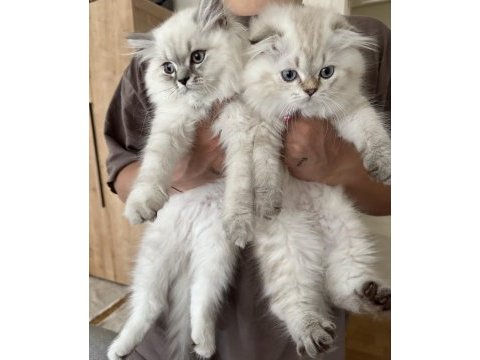 5 aylık british longhair yavrularımız