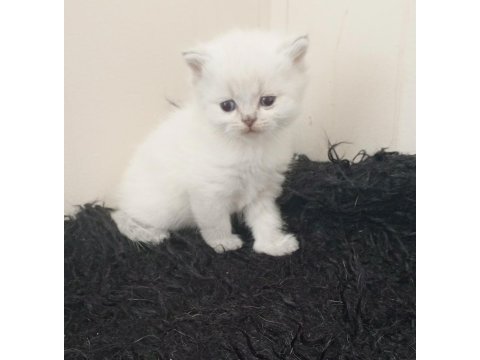 Safkan ırk garantili british longhair yavrular