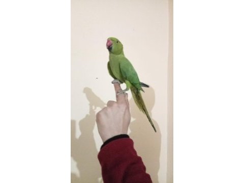 Ele alışkın pakistan papağanı