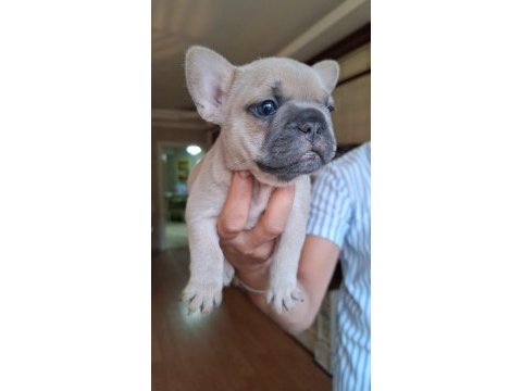 Renk renk french bulldog bebekler