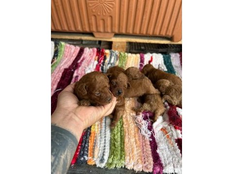 Toy poodle kore kan