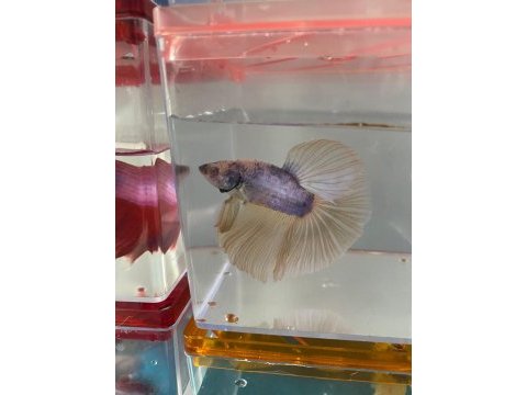 Premium betta balıkları