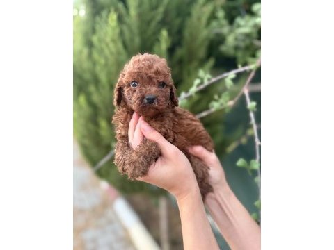 Petibör tadında poodle yanlışlıkla yemeyiniz