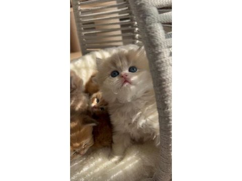 Caglar house cattery british kediler