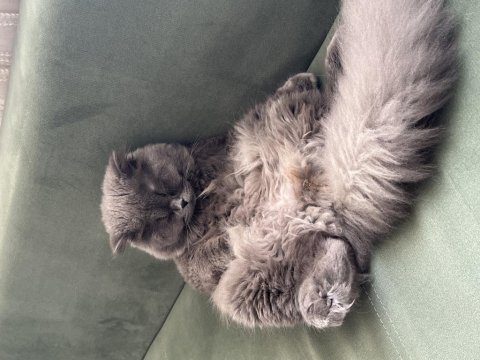 Scottish fold oğlumuza dişi eş arıyoruz